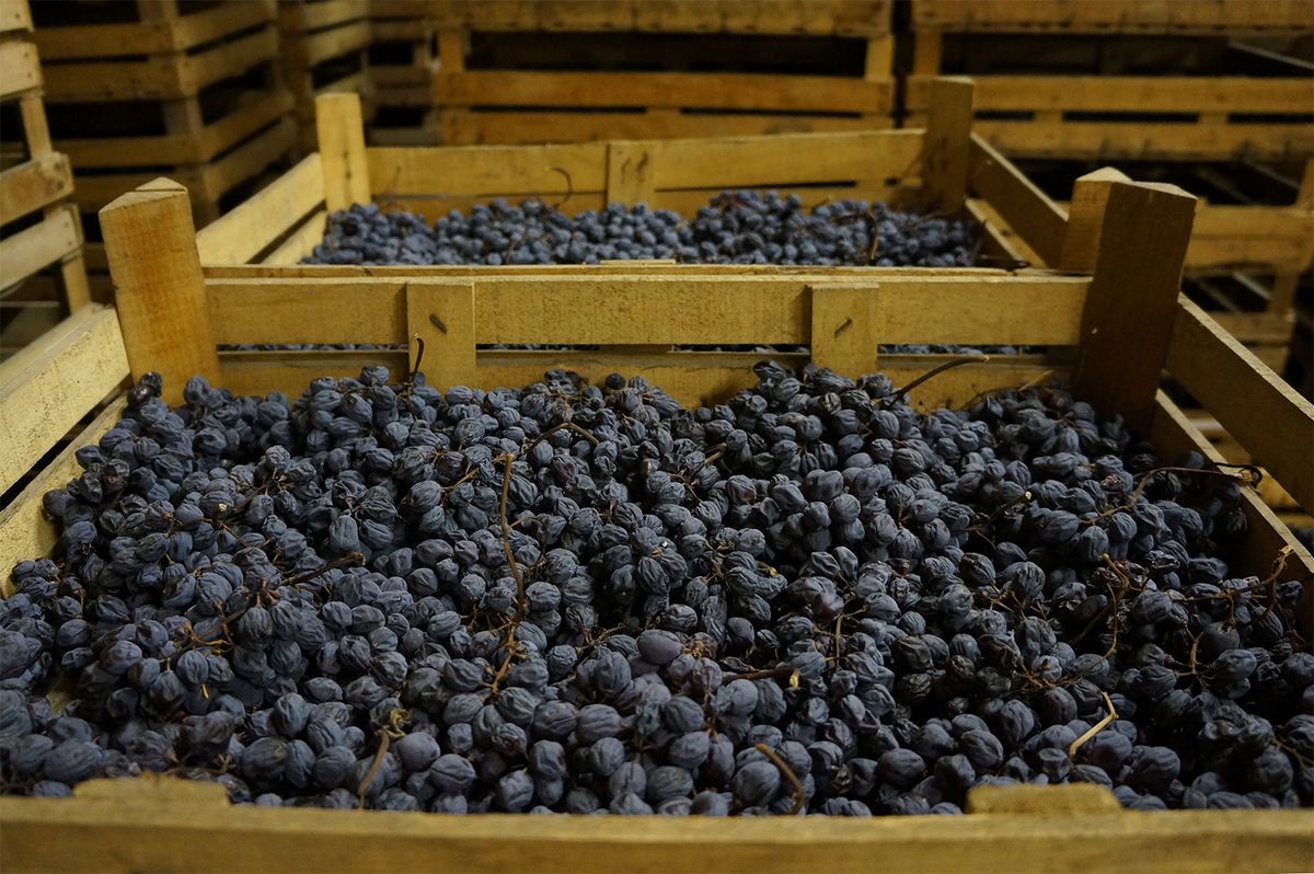 „Amarone“ vynuogės per žiemą džiūsta