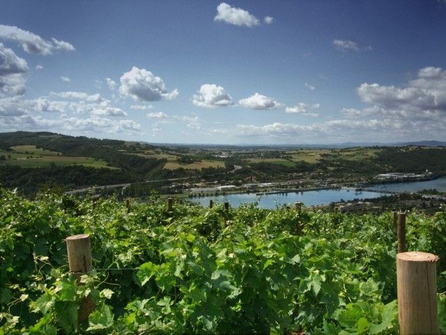 Рона виноградники вдоль реки