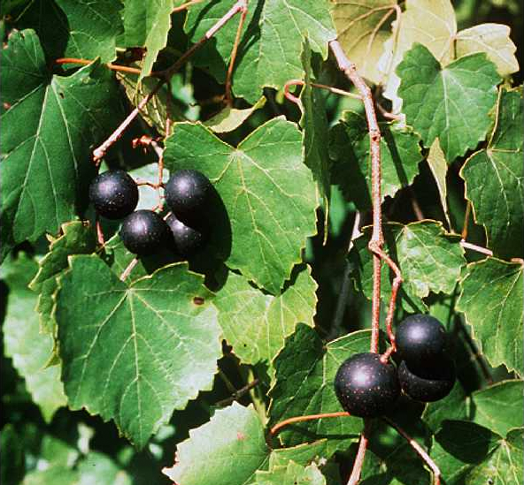 Raisins de vin muscadine noire