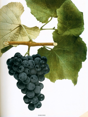 Vitis labrusca - „Concord Grape“ - iliustracija
