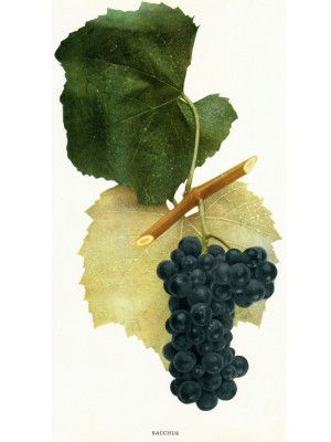 Bacchus vyno vynuogių iliustracija Vitis riparia gimtoji amerikietė