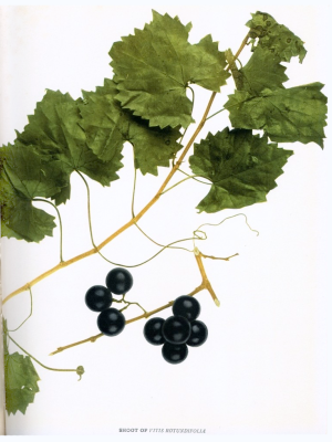 Vitis rotundifolia muscadine vynuogių iliustracija scuppernong