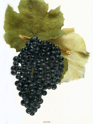 Vitis aestivalis Norton vynuogių iliustracija vietinių vyno vynuogių
