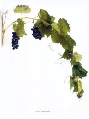 Vitis rupestris - rupestris du lot - retos prancūziškos hibridinės vynuogės