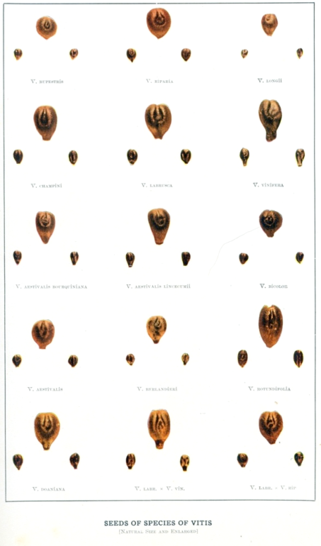 Identification des semences de plusieurs espèces de vitis vinifera, labrusca, aestivalis, rotundifolia
