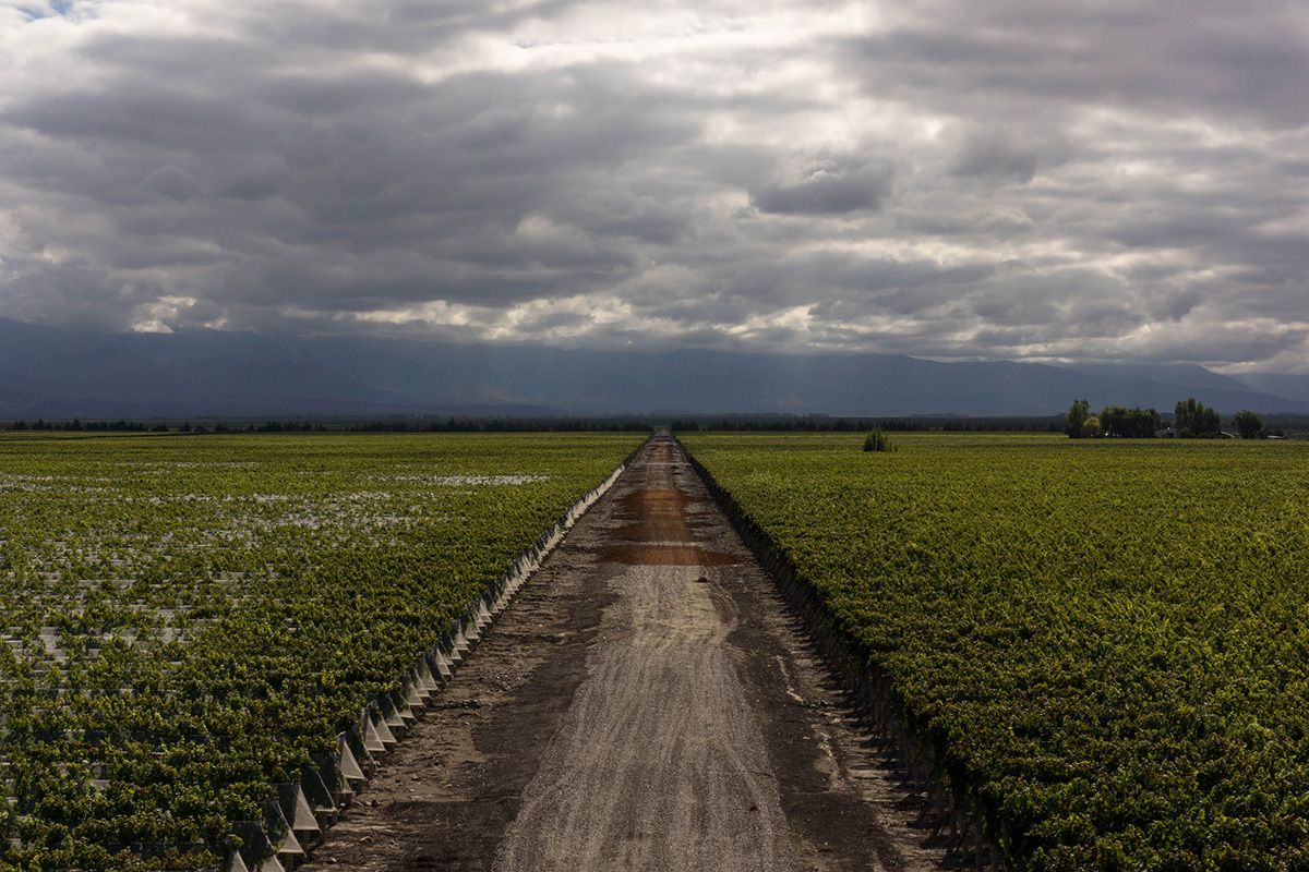 slėnis-uco-mendoza-vynuogynai-argentina-danicho