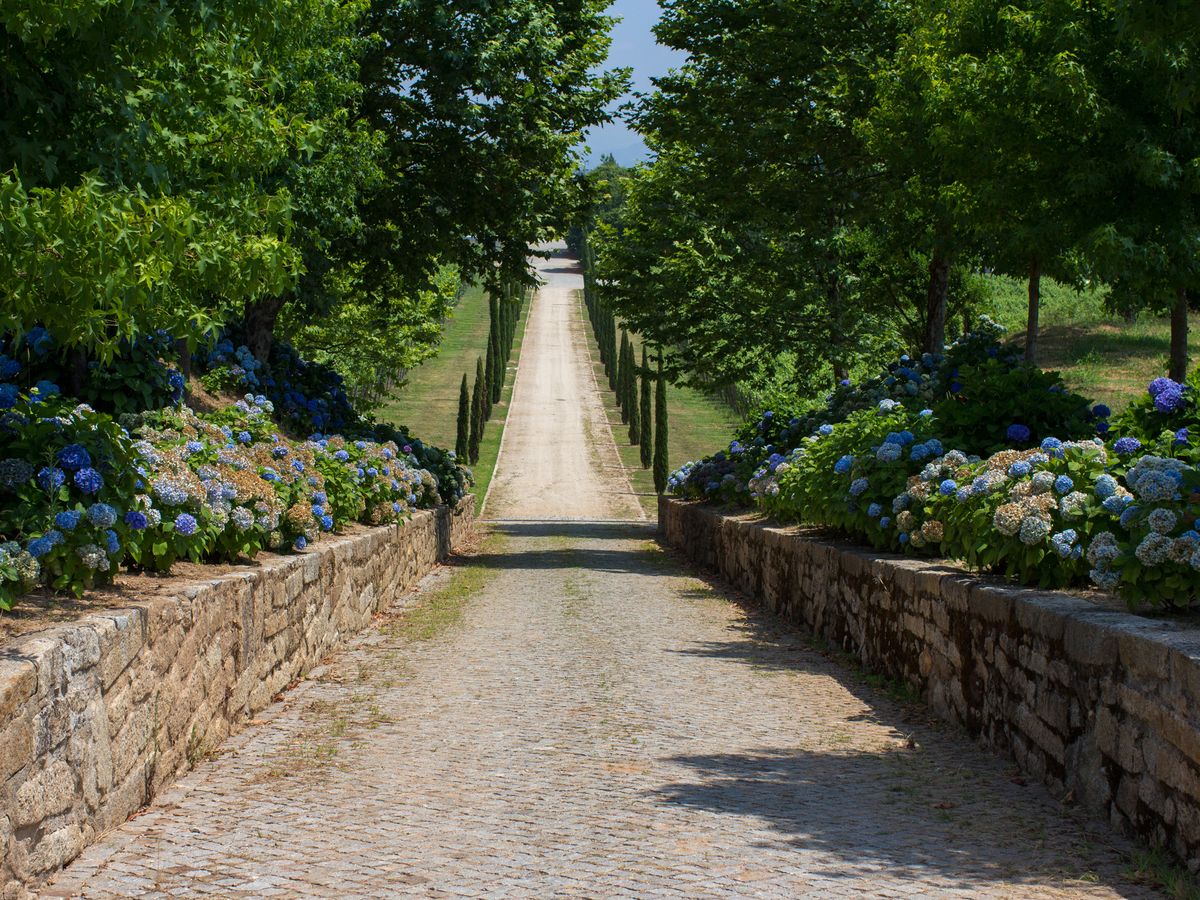 Akmenuotas kelias į Quinta de Azevedo miestą Barcelos mieste, Portugalijoje, daro Vinho Verde vynus Minho mieste.