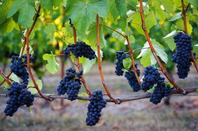 „Pinot Noir“ vynuogės Oregone