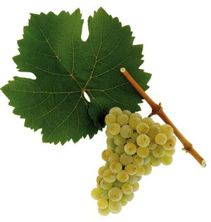Rieslingo vynuogės patiekiamos iš Austrijos vyno