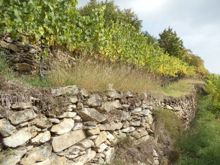 Austrijos Wachau slėnio vyno regiono sausos terasos Lindsay Pomeroy
