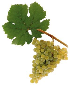 „Grüner Veltliner“ vyno vynuogės yra malonios iš Austrijos vyno