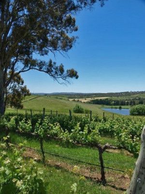 Țara vinului din Australia de Sud