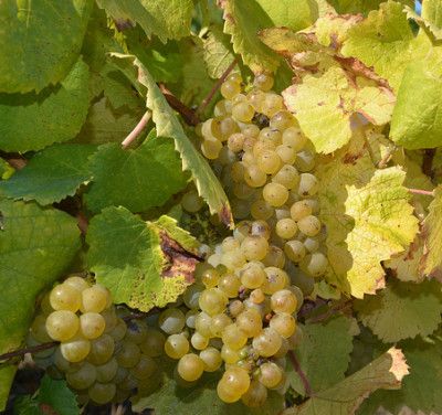 Muscadet-melion-de-bourgogne-vynuogės-objektyvūs-nantes