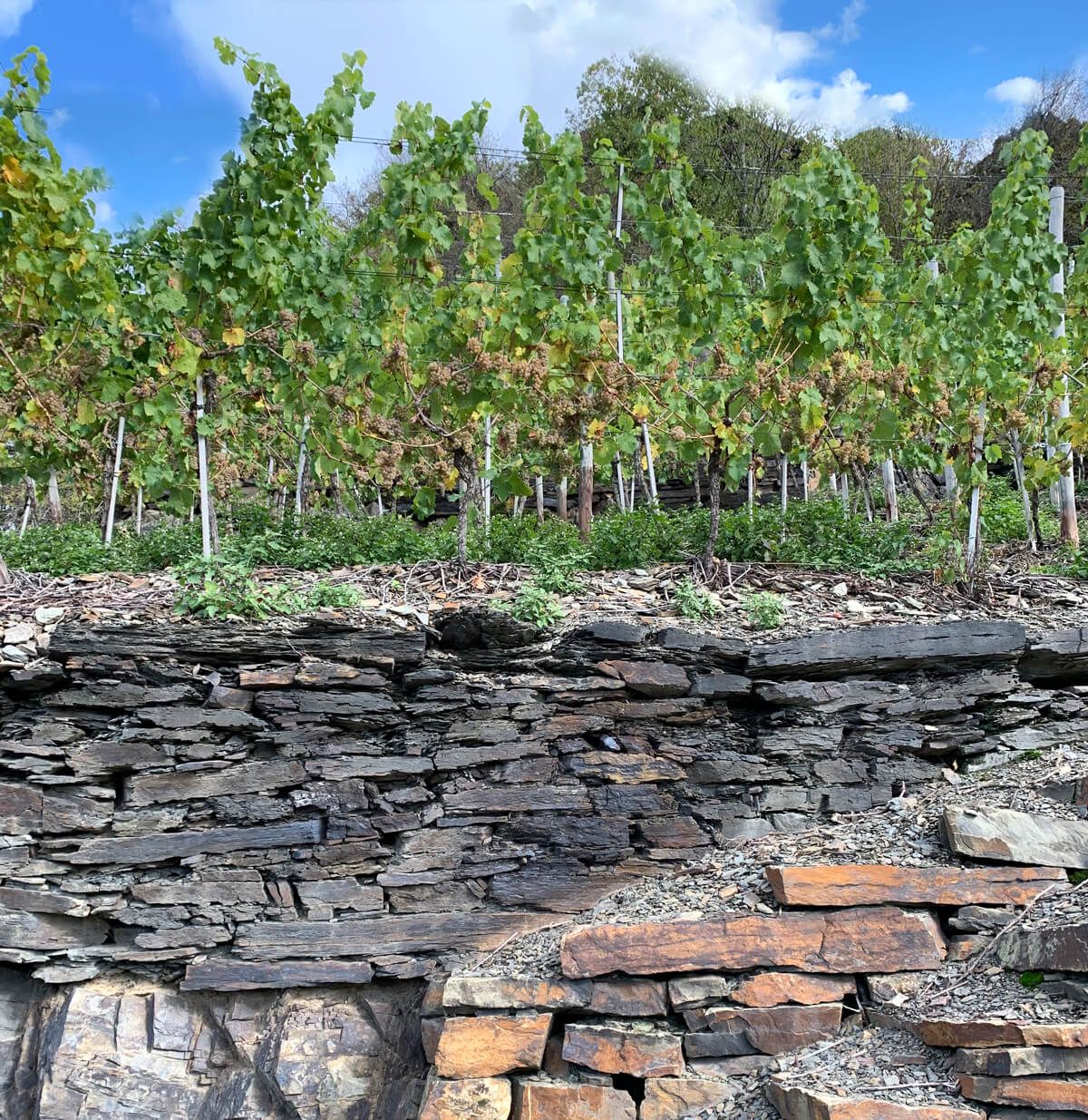 Ahr Valley - Pinot Blanc vīna dārzs ar šīfera augsnēm Vācija