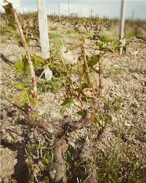 Les tempêtes de grêle à Chiroubles, Beaujolais en 2016 ont endommagé la récolte
