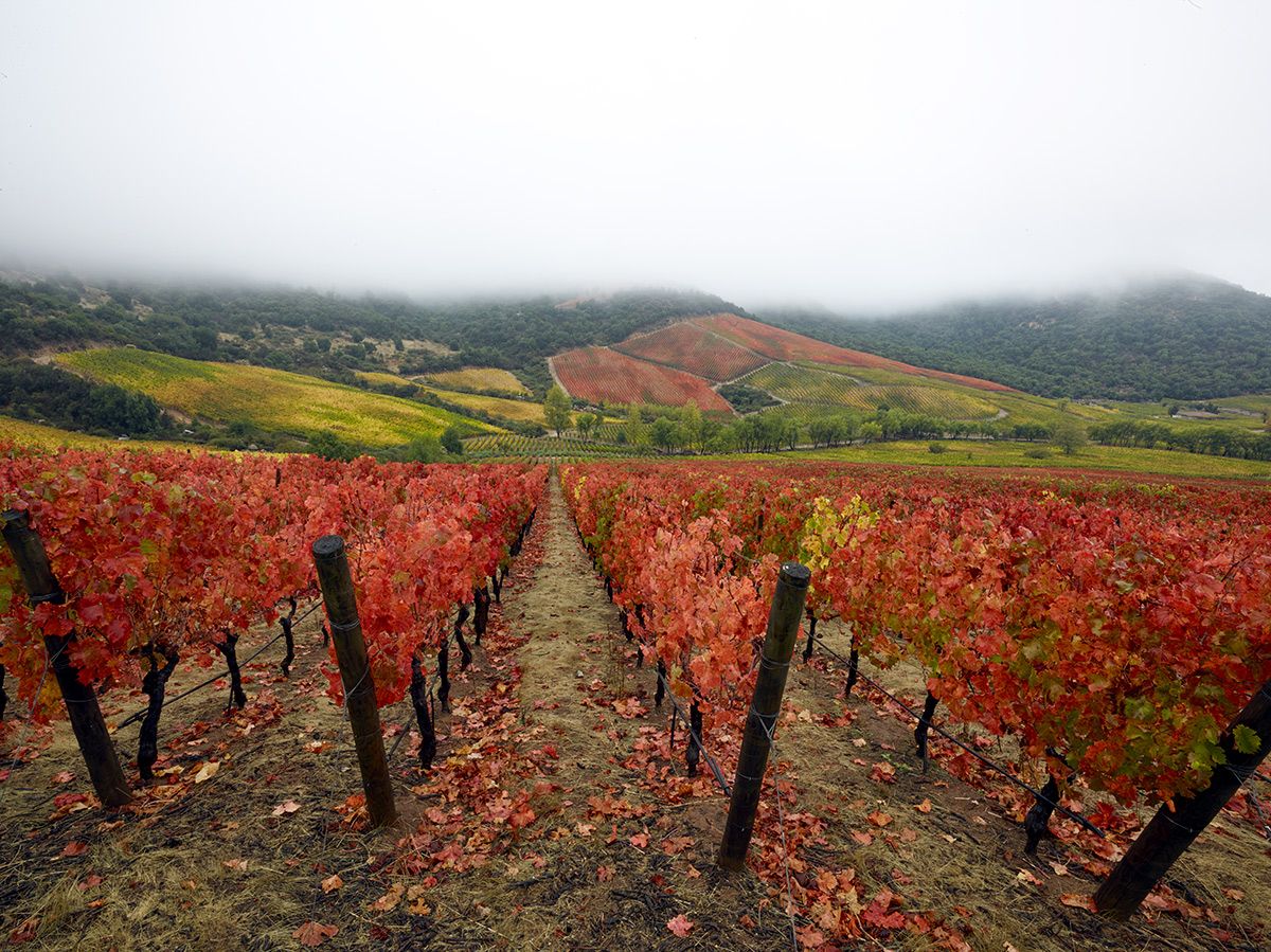 Carménère se vuelve rojo brillante en el otoño. Esto fue tomado en viñedos Lapostolles en Apalta, Colchagua. Foto de Matt Wilson