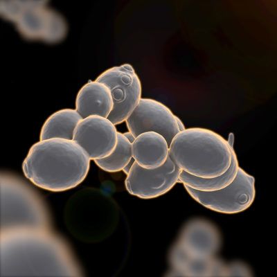 Et faktisk bilde av Saccharomyces cerevisiae av https://lallemandwine.com/