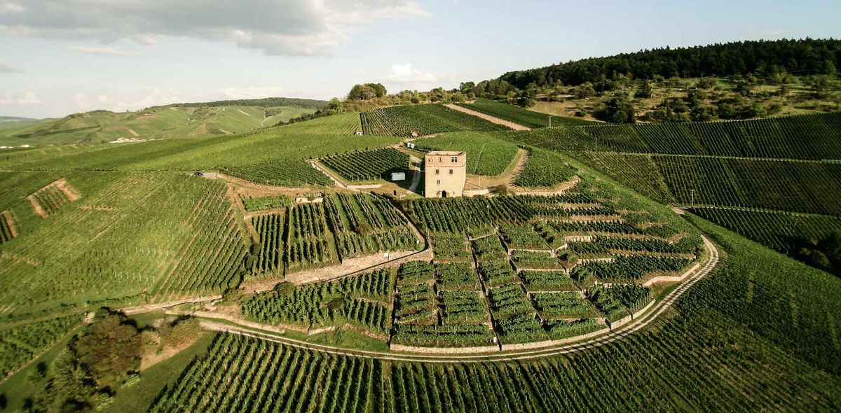 Vizualno osupljivi ekološki vinogradi Stettener Mönchberg pri Weingutu Karl Haidle. Fotografija iz dovoljenja Germanwines.de