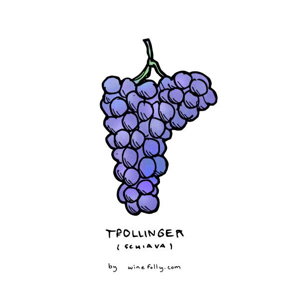 suženj-trollinger-grozdje-ilustracija-winefolly