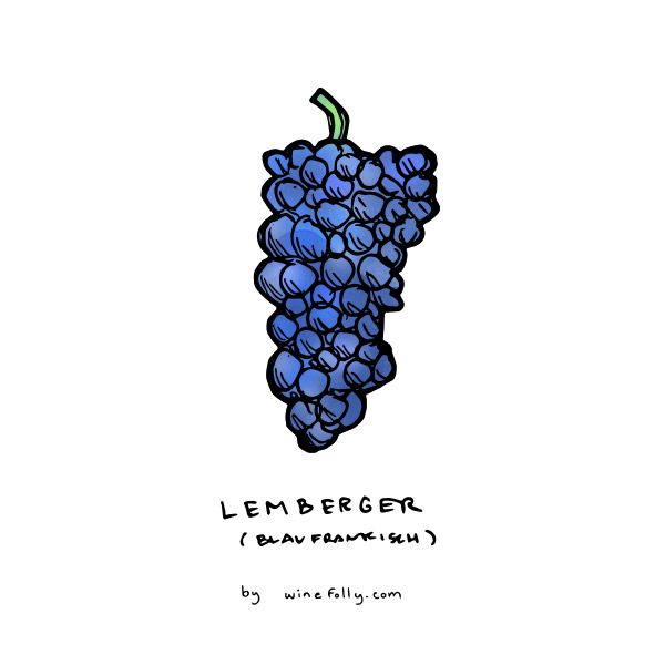 lemberger-blaufrankisch-ilustracija-winefolly