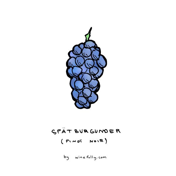 pinot-noir-spatburgunder-grozdje-ilustracija-winefolly