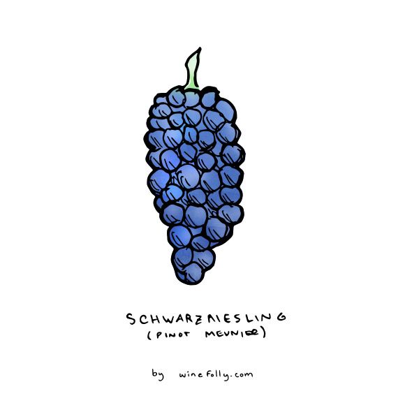pinot-meunier-grozdje-ilustracija-winefolly