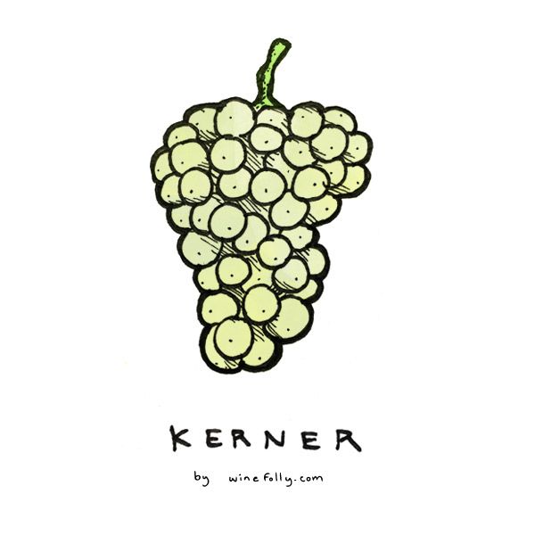 kerner-vino-grozdje-ilustracija