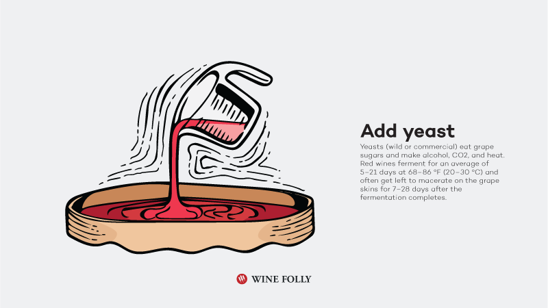 Kaip pagaminti raudonąjį vyną-pridėti mielių
