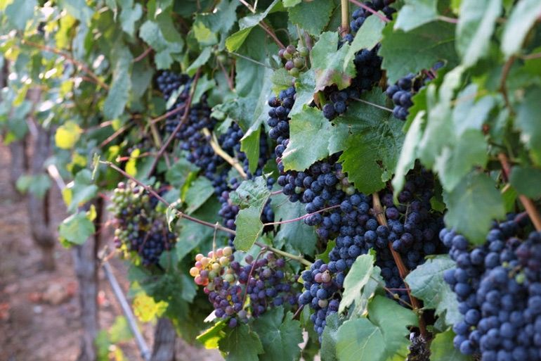 Petit-Verdot-Anggur-Anggur-Jordan-Winery-Sonoma