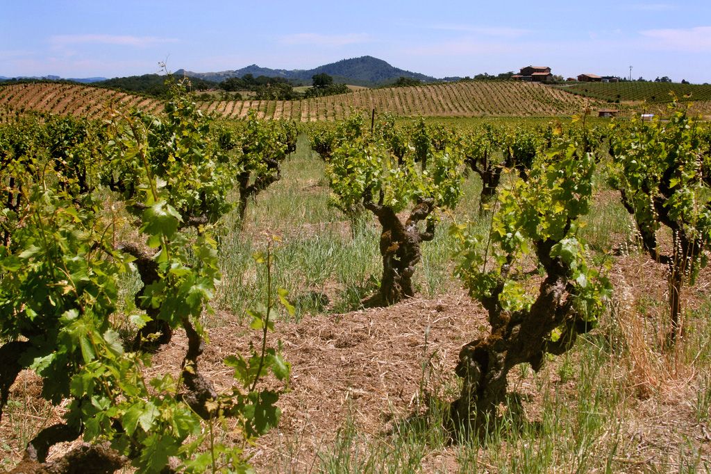 petite-sirah-old-vines-ridge-lytton-spring-vineyard-sonoma