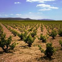 vinogradi yecla murcia valencia Španija monastrell-ryan-opaz