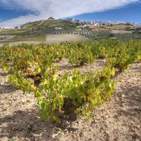 Suelo especial de albariza Andalucía Viñedos de Jerez España Chris Juden