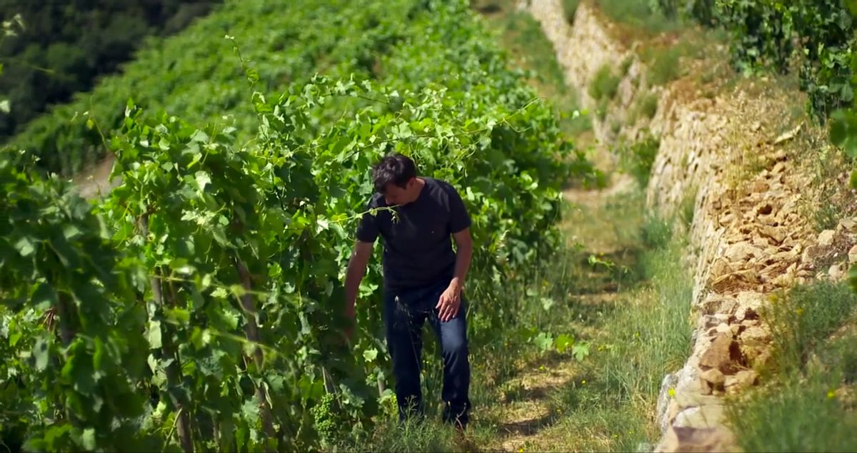 Acesta nu este doar un tip în vreo via. Acesta este Jean-Louis Chave în Hermitage, o zonă viticolă de mare faimă și pustie a Rhône-ului
