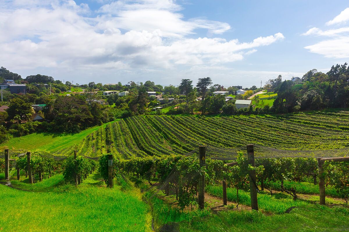 jon-moore-vynuogynas-Oklandas-Naujoji Zelandija