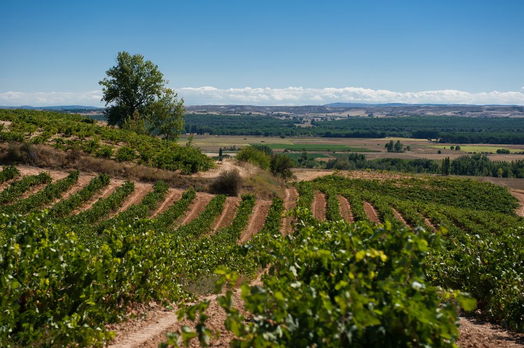 Ribera del Duero vyno regionas Ines Vizcarra Ole Importas