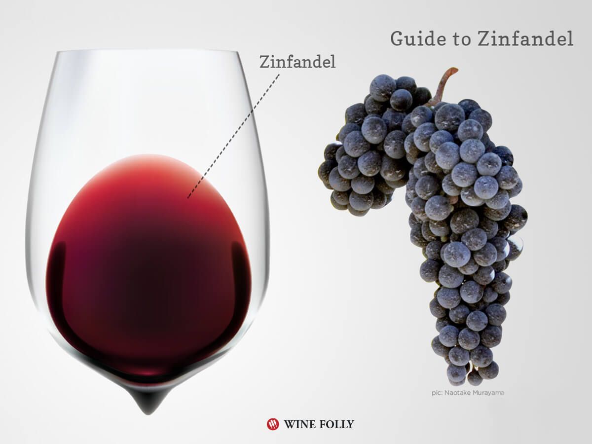 zinfandel-wine-grapes-glass-winefolly-infographic