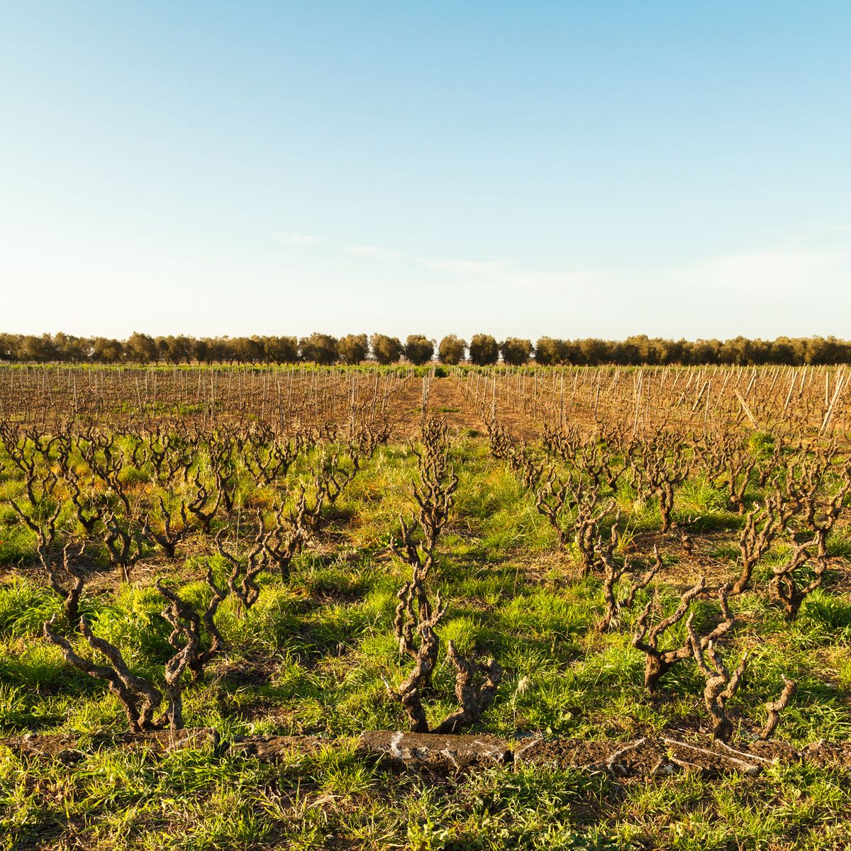 Vinohradnícke vidiecke oblasti Puglia od Giorgia Guerrieriho