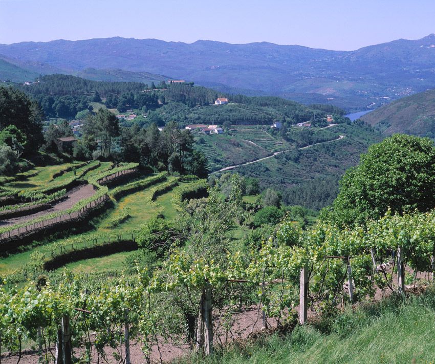 एल्बेरिनो ग्रीन वाइन वाइनयार्ड्स-सोजो-क्षेत्र-लीमा नदी-जोआओ पाउलो