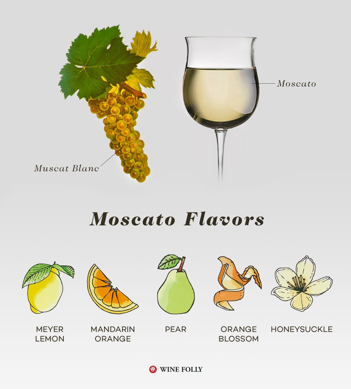 Инфографика вкусового профиля Moscato Bianco от Wine Folly