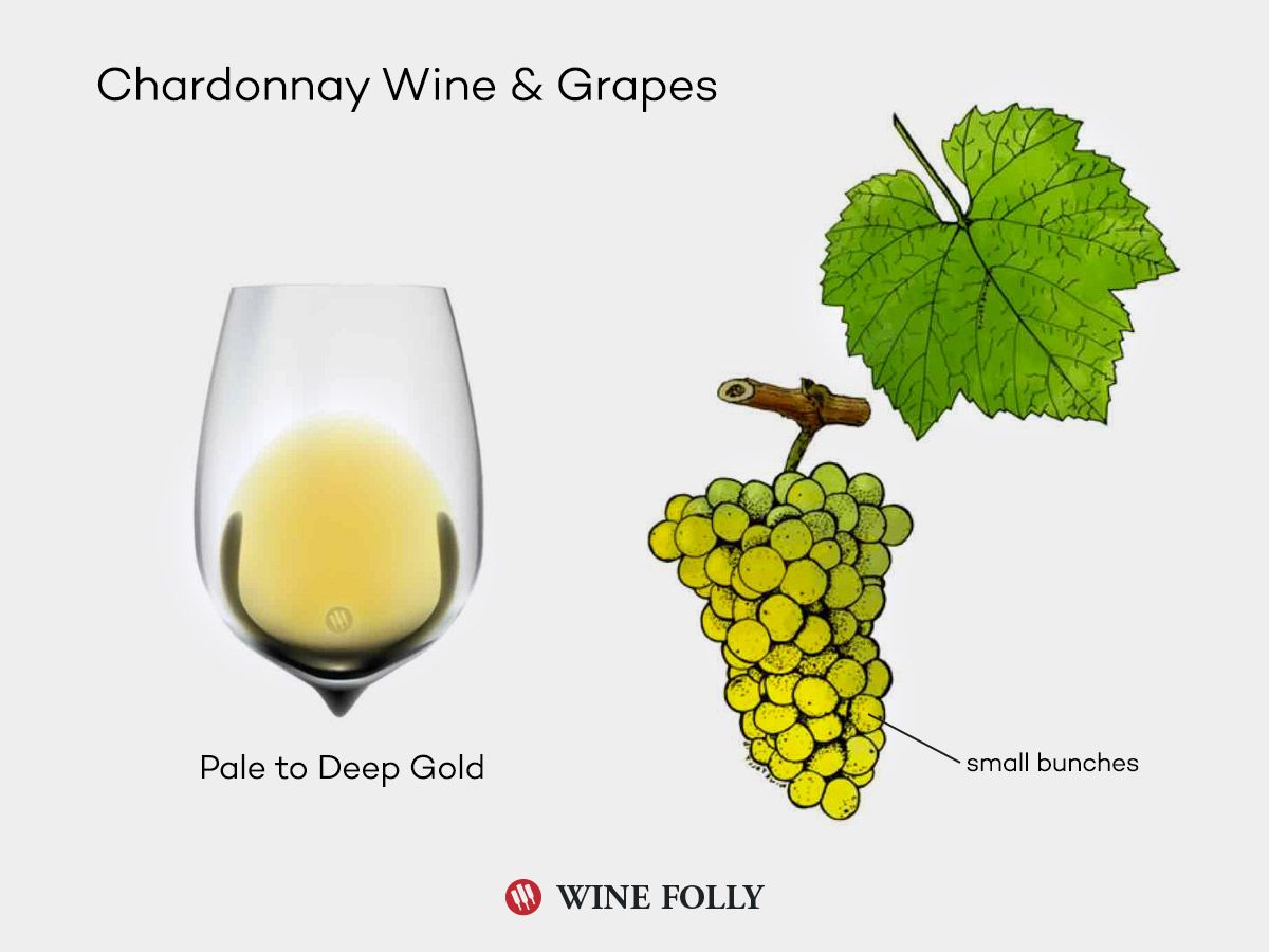 chardonnay-vynas-vynuoges-iliustracija-winefolly