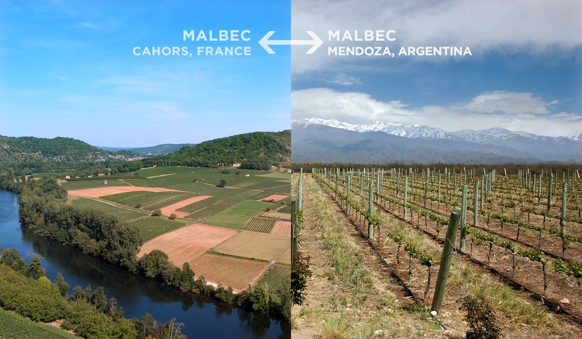 malbec-francoščina-vs-argentina
