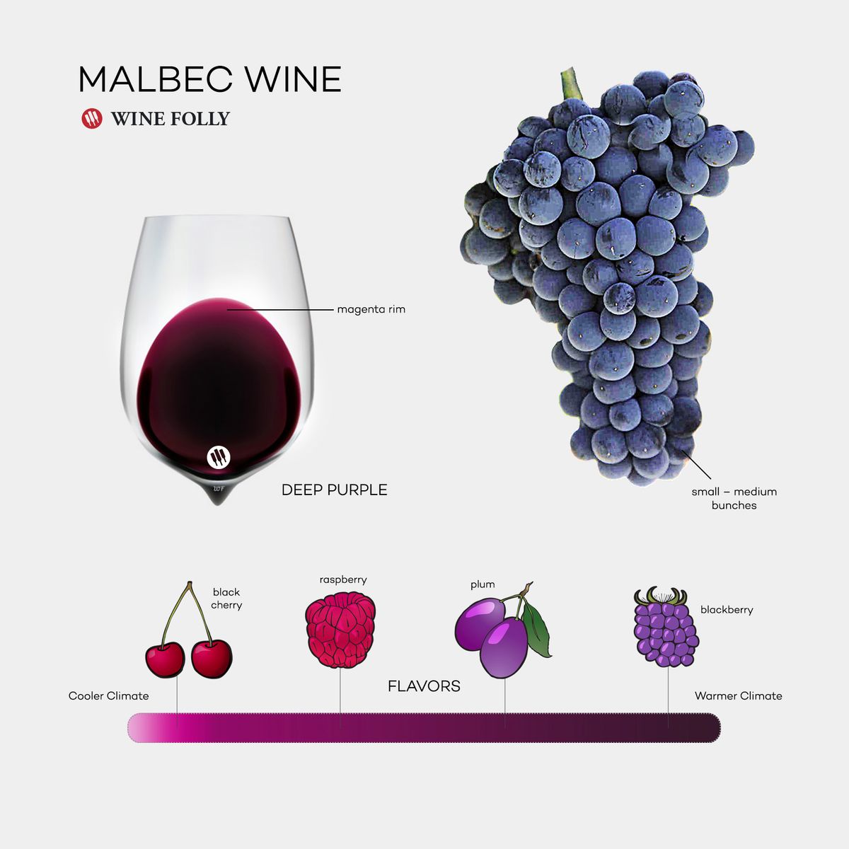 „Malbec Wine 101“ infografika, parašyta „Wine Folly“