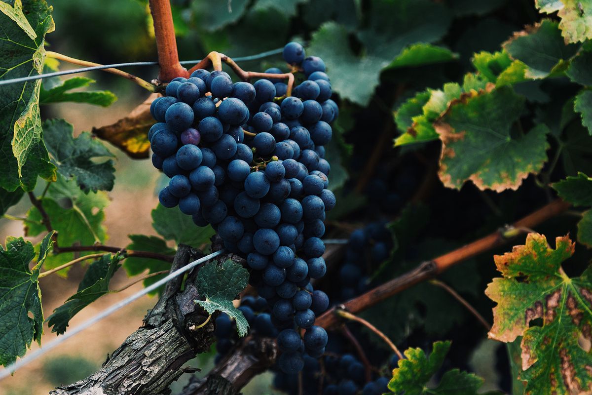 Prinokusios Cabernet vynuogės Nouvelle-Aquitaine, Prancūzijoje. pateikė Alasdairas Elmesas