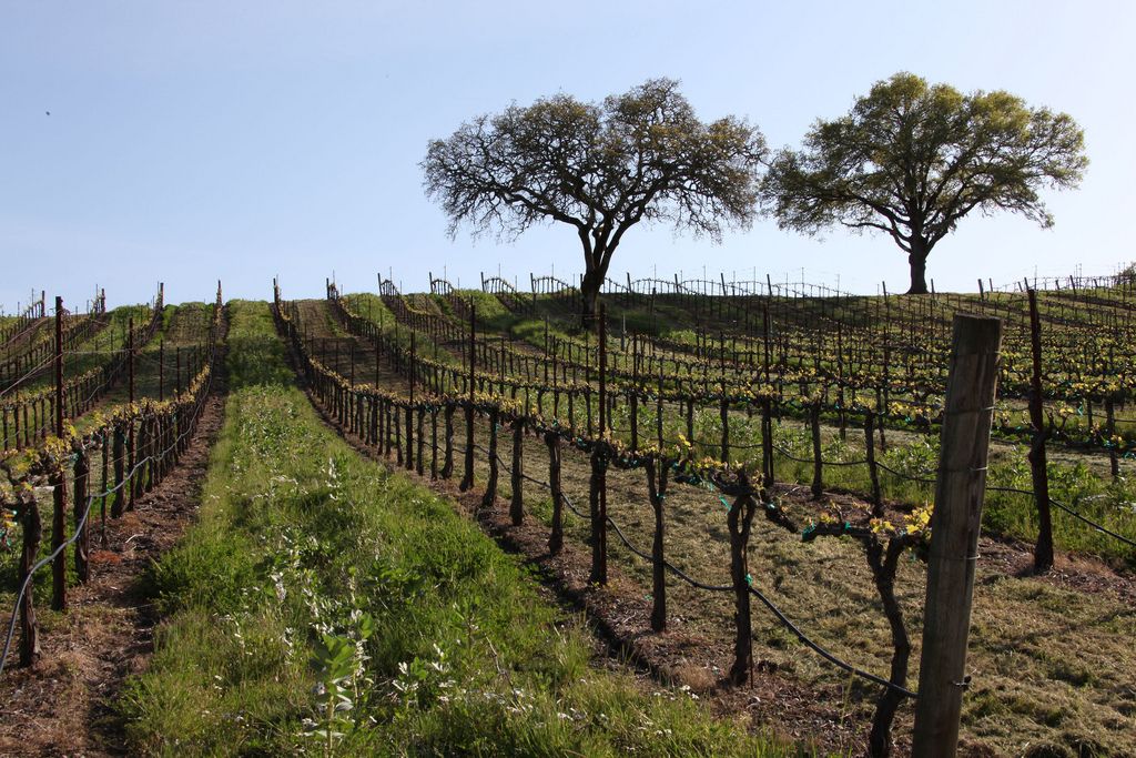 „Jordan Winery“ vynuogynai „Napa“ slėnyje pumpurų pertraukos metu