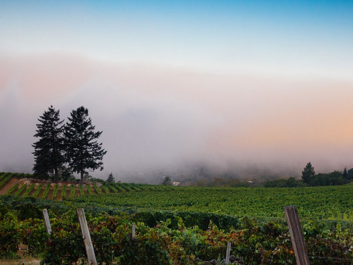 Una vista sobre los viñedos Hanzell en el valle de Sonoma hacia la niebla matutina durante la cosecha