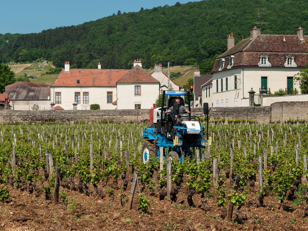Pinot Noir vynuogynai Burgundijoje, Prancūzijoje, netoli Gevrey-Chambertin Dramblio Kaulo Krante