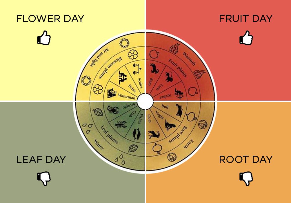 Koreninski dan sadnega dne - Lunin koledar in degustacija vin - Vinska neumnost