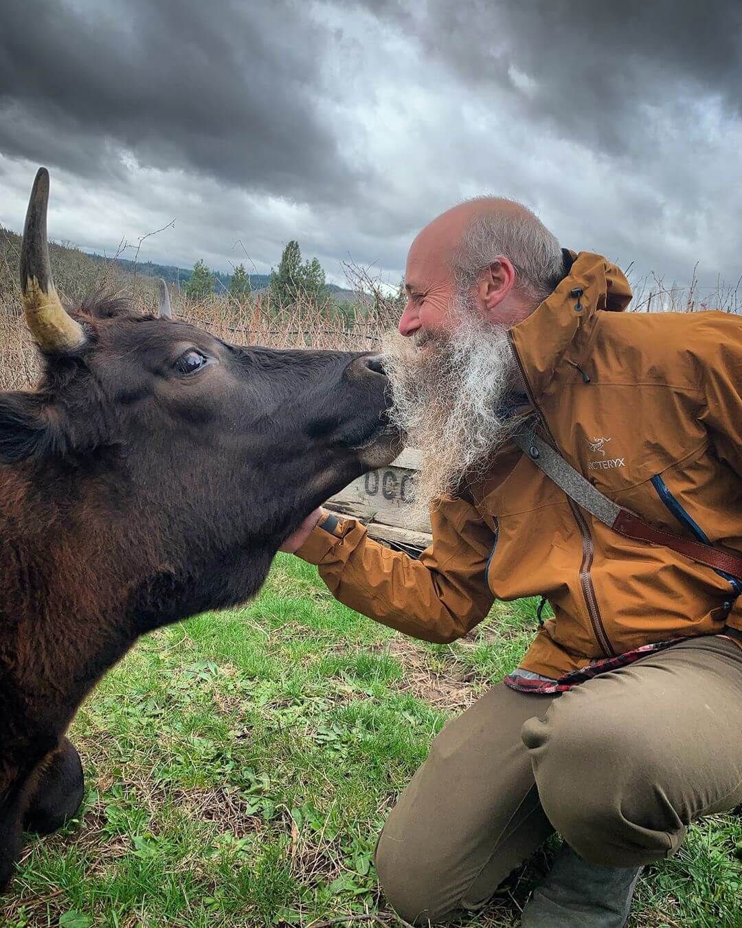 Мужчина целует быка возле виноградника.