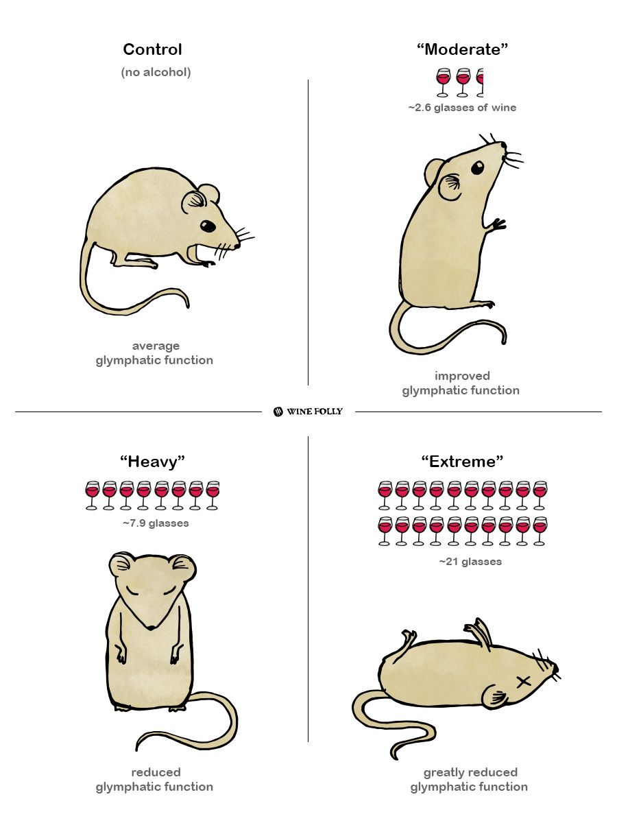 Как алкохолът влияе върху илюстрацията на мозъка с мишки от Wine Folly