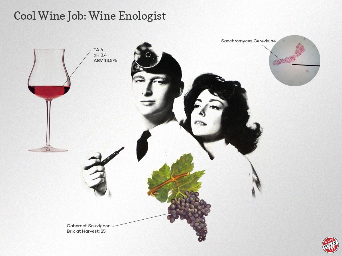 Vse o zaposlitvi vinskega vinarja